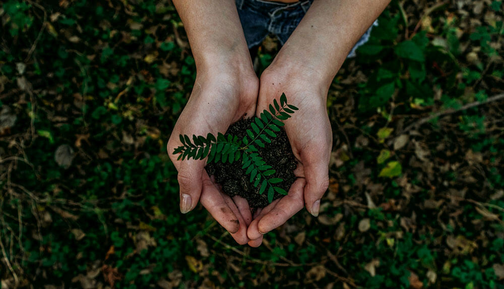 Hand holding a plant